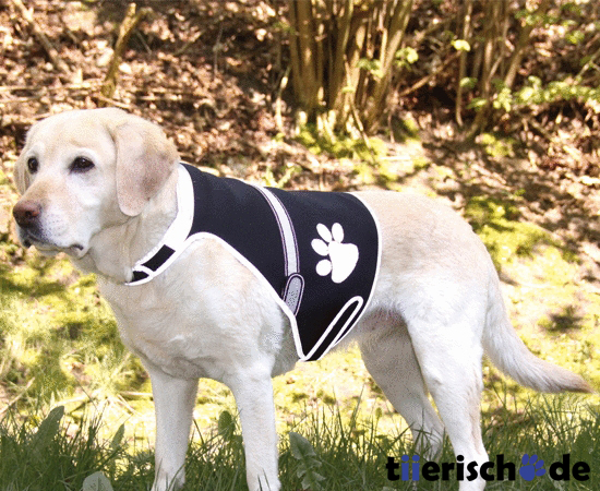 Leuchtweste für Hunde Flash Bild 2