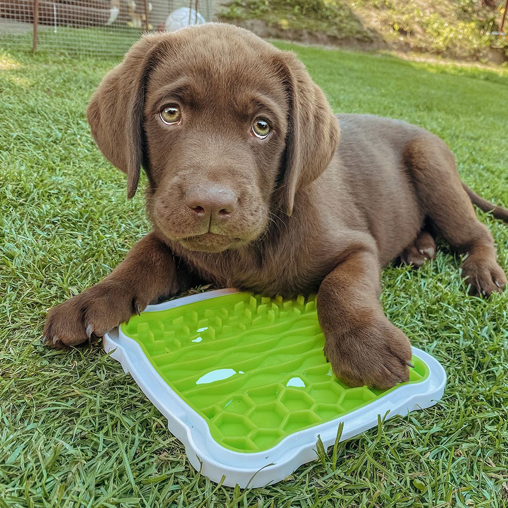 Lick’n'Snack Schleckplatte für Hunde Bild 4