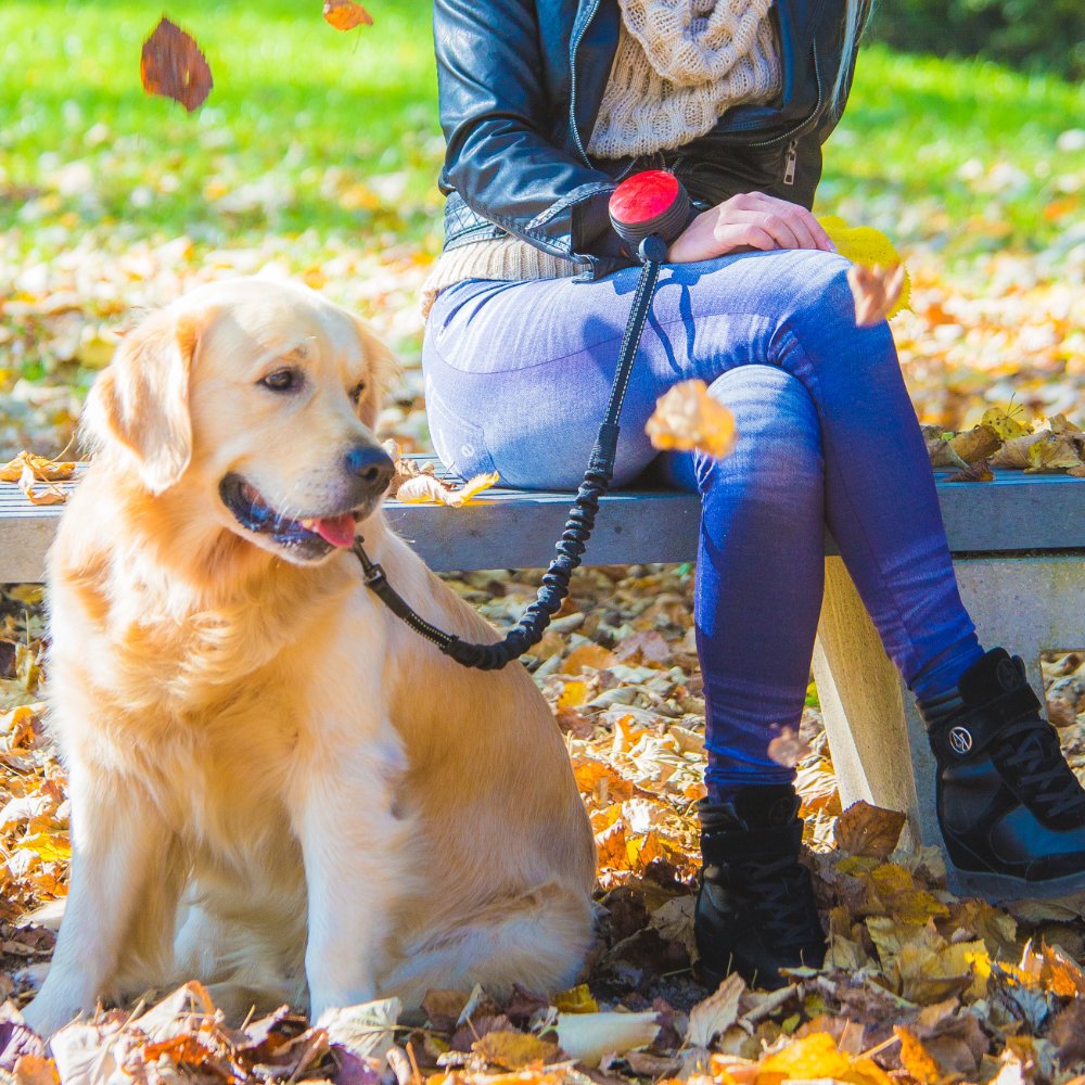 Lishinu 3 Bungee Hundeleine mit Ruckdämpfer Bild 3