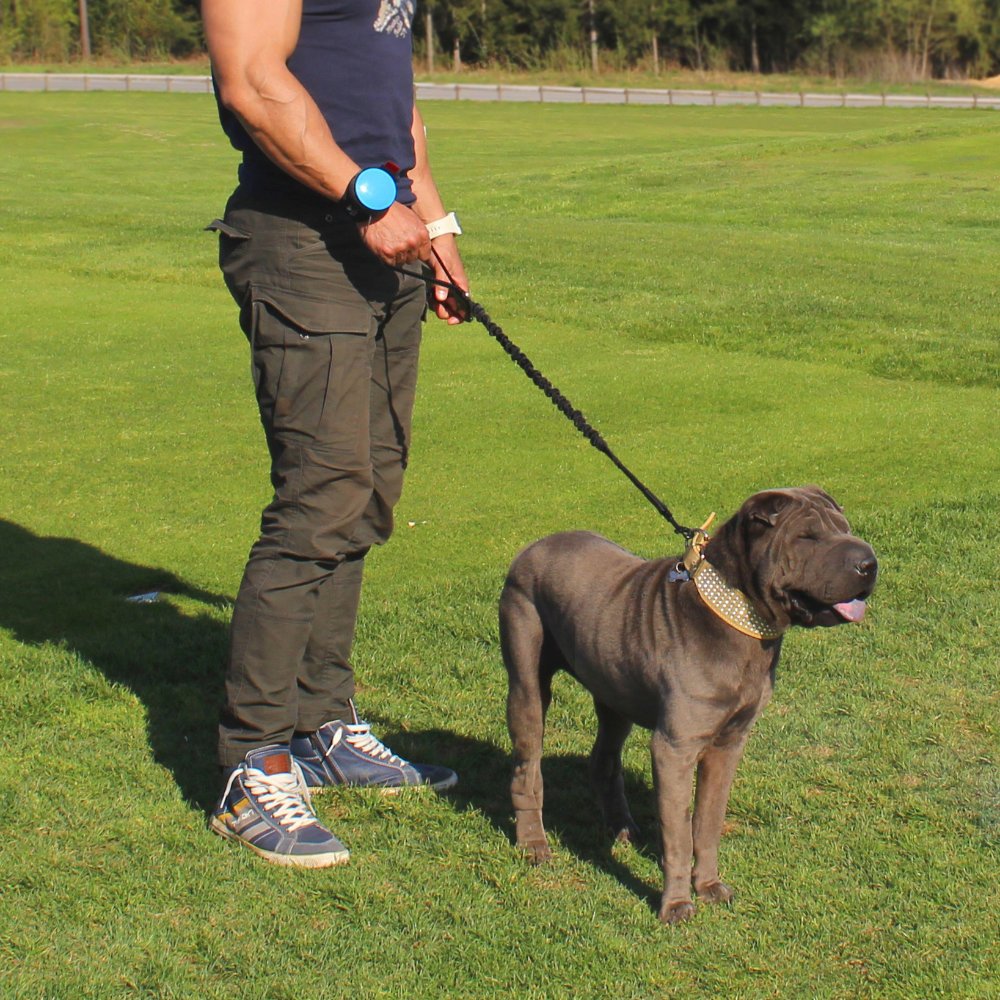 Lishinu 3 Bungee Hundeleine mit Ruckdämpfer Bild 4