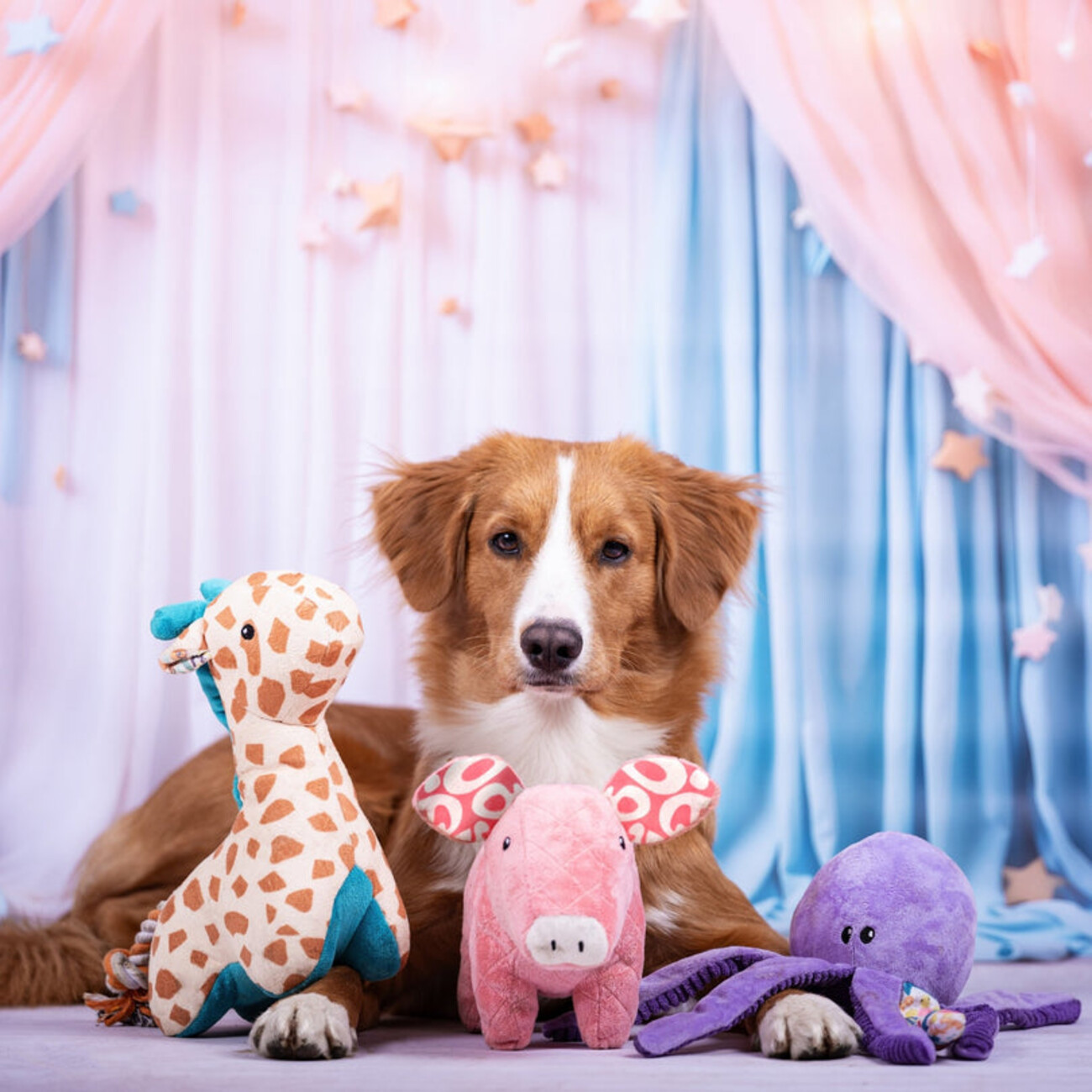 Huggles Hundespielzeug – 12 Varianten für jede Fellnase! Bild 3