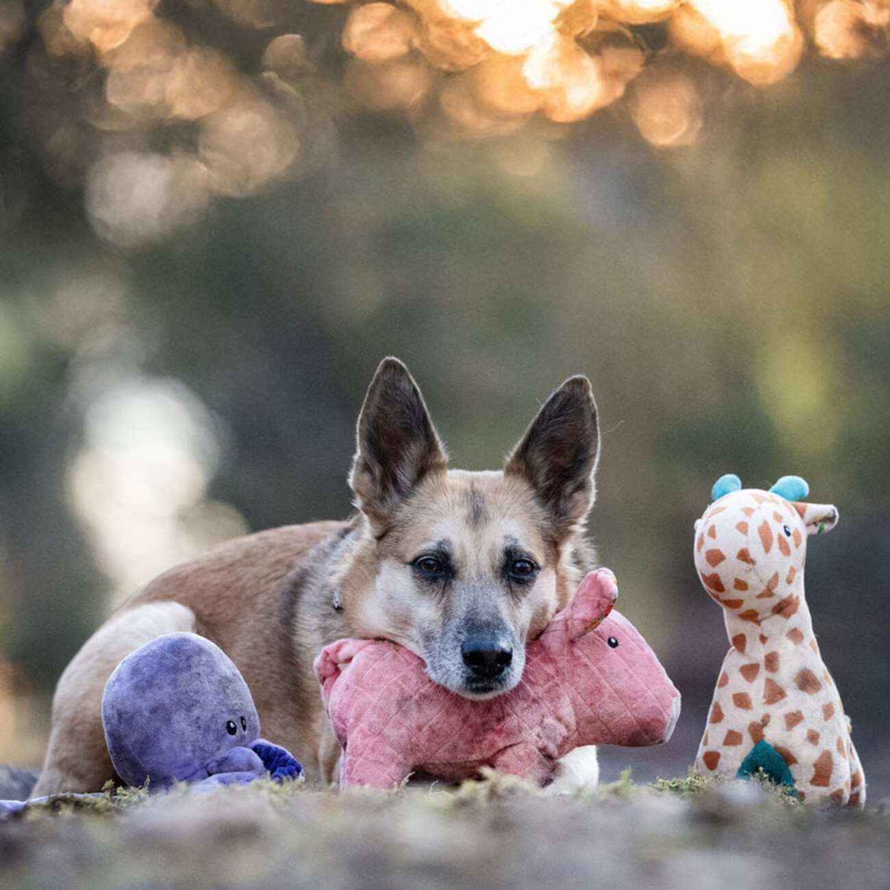 Huggles Hundespielzeug – 12 Varianten für jede Fellnase! Bild 4