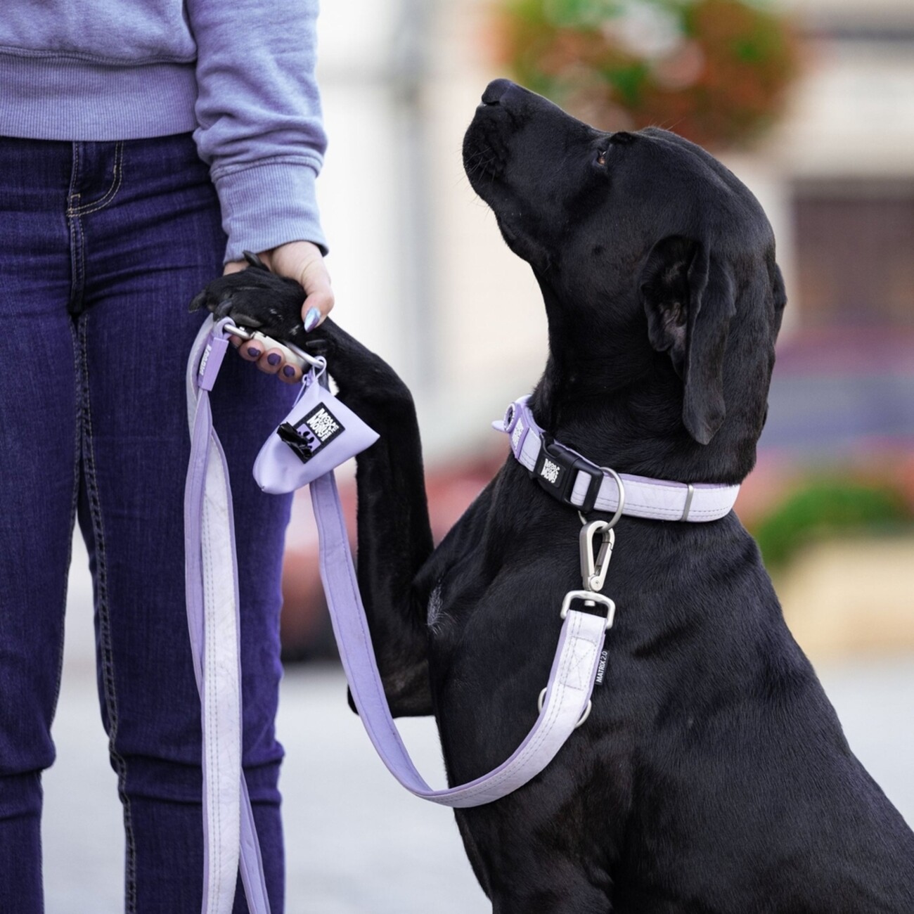 Max & Molly Matrix 2.0 Gotha Smart ID Halsband für Hunde | tiierisch.de Bild 2