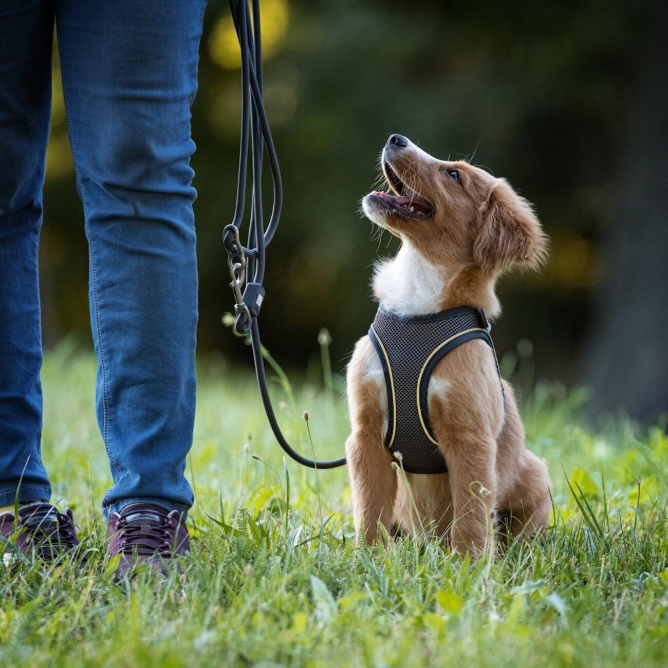 Max & Molly Matrix 2.0: Stylisches Air Vest Hundegeschirr für Deinen Liebling Bild 20