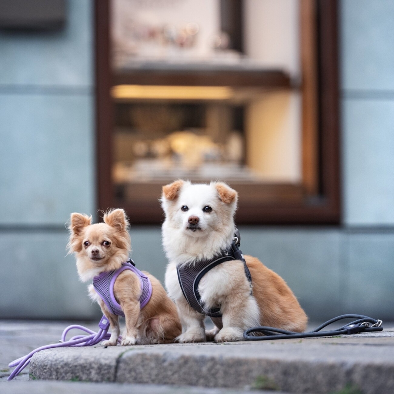 Max & Molly Matrix 2.0: Stylisches Air Vest Hundegeschirr für Deinen Liebling Bild 13