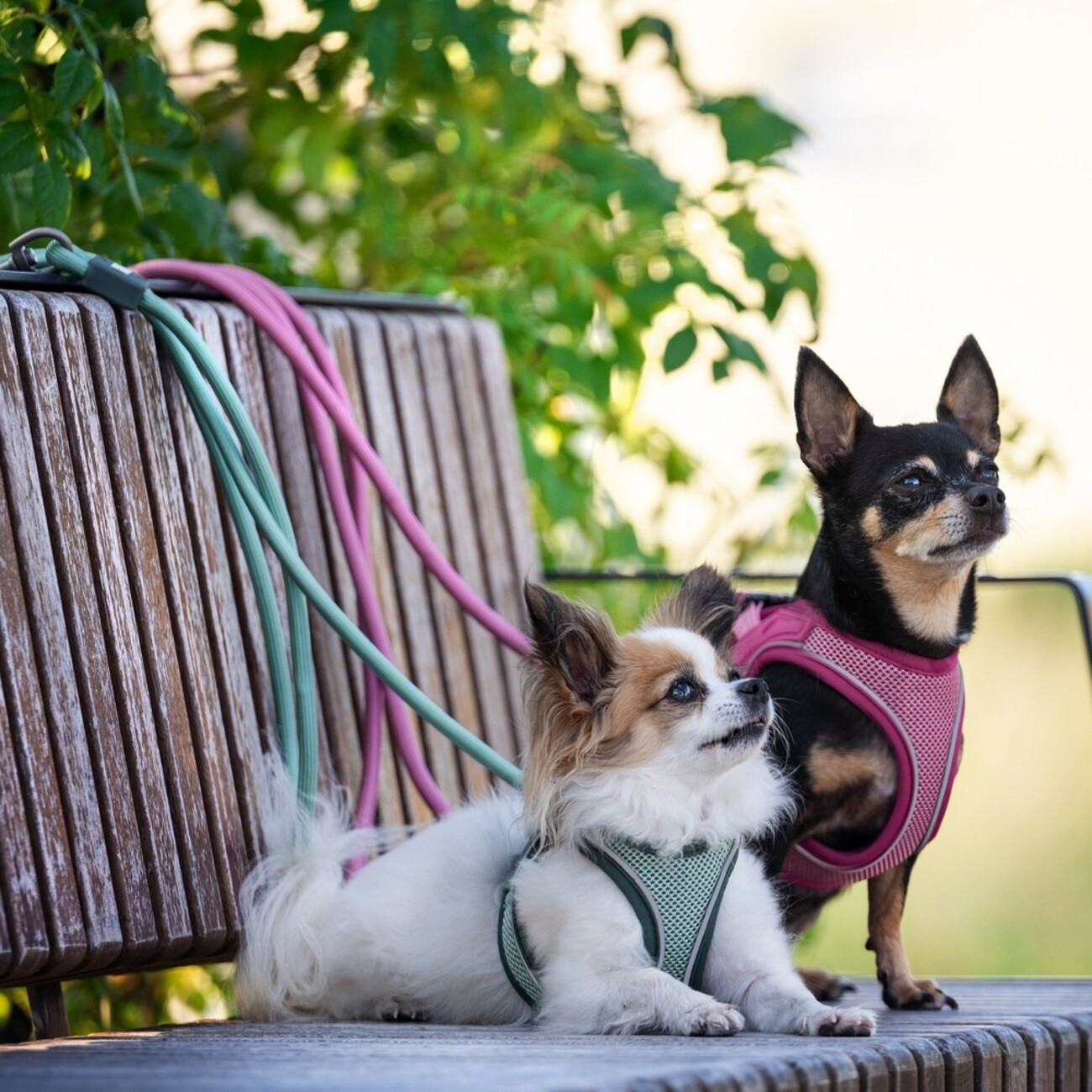 Max & Molly Matrix 2.0: Stylisches Air Vest Hundegeschirr für Deinen Liebling Bild 9