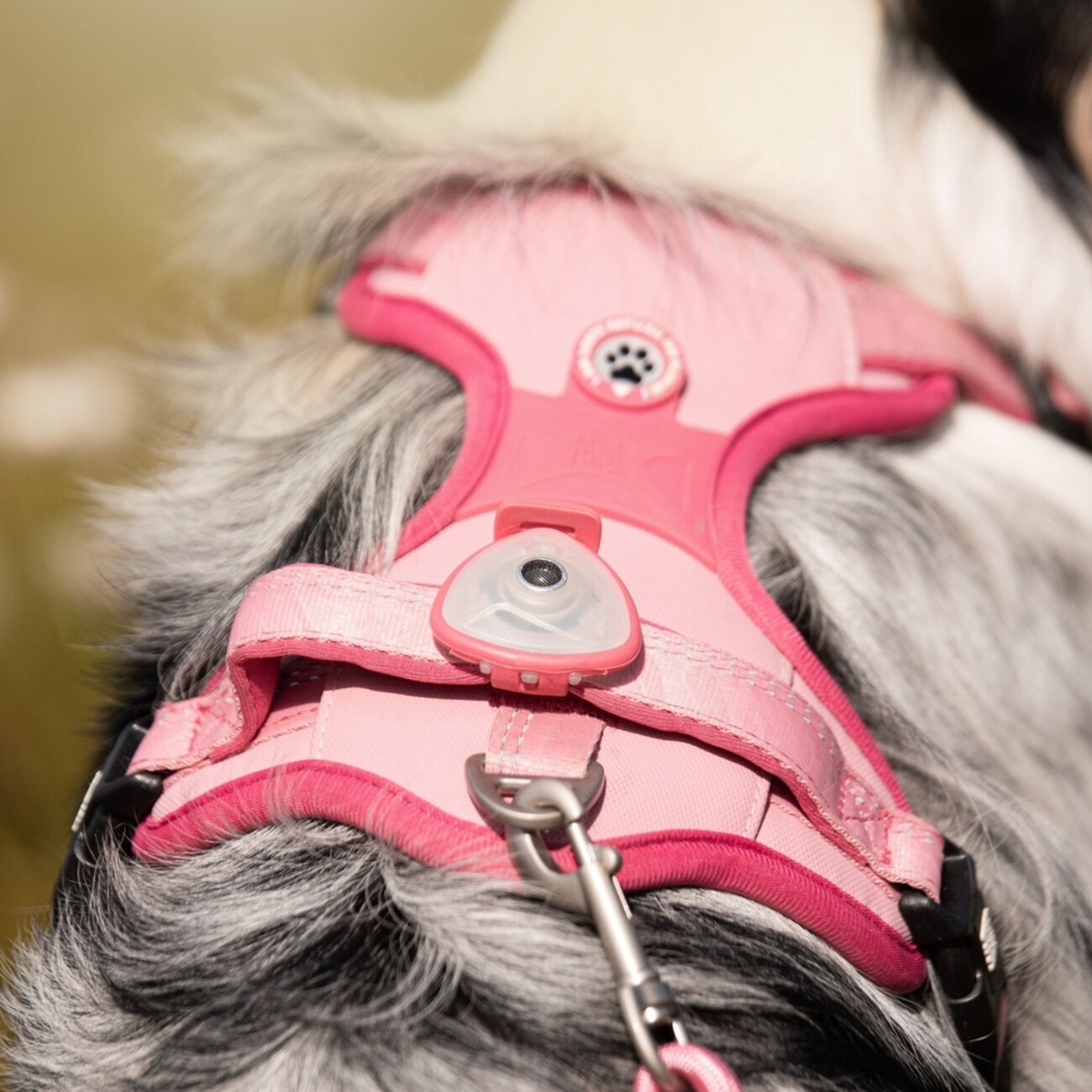 Max & Molly Soundshield Ultraschall Zeckenschutz für Hunde Bild 8