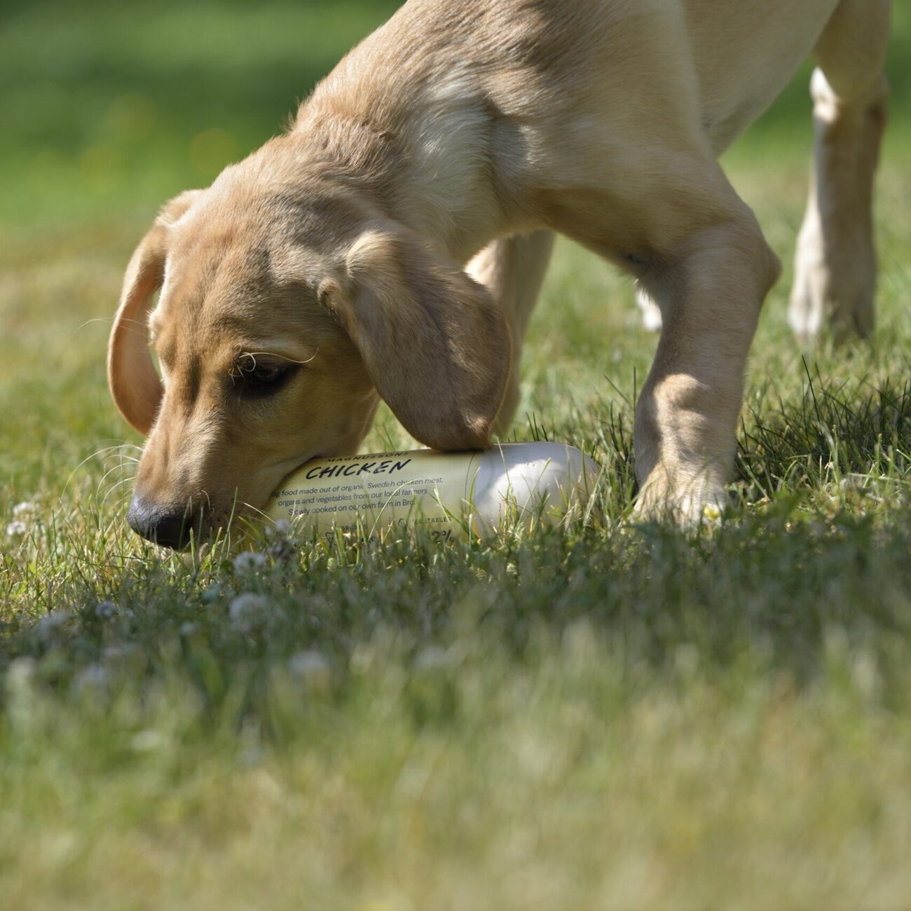 Nassfutter für Hunde Chicken Bild 2
