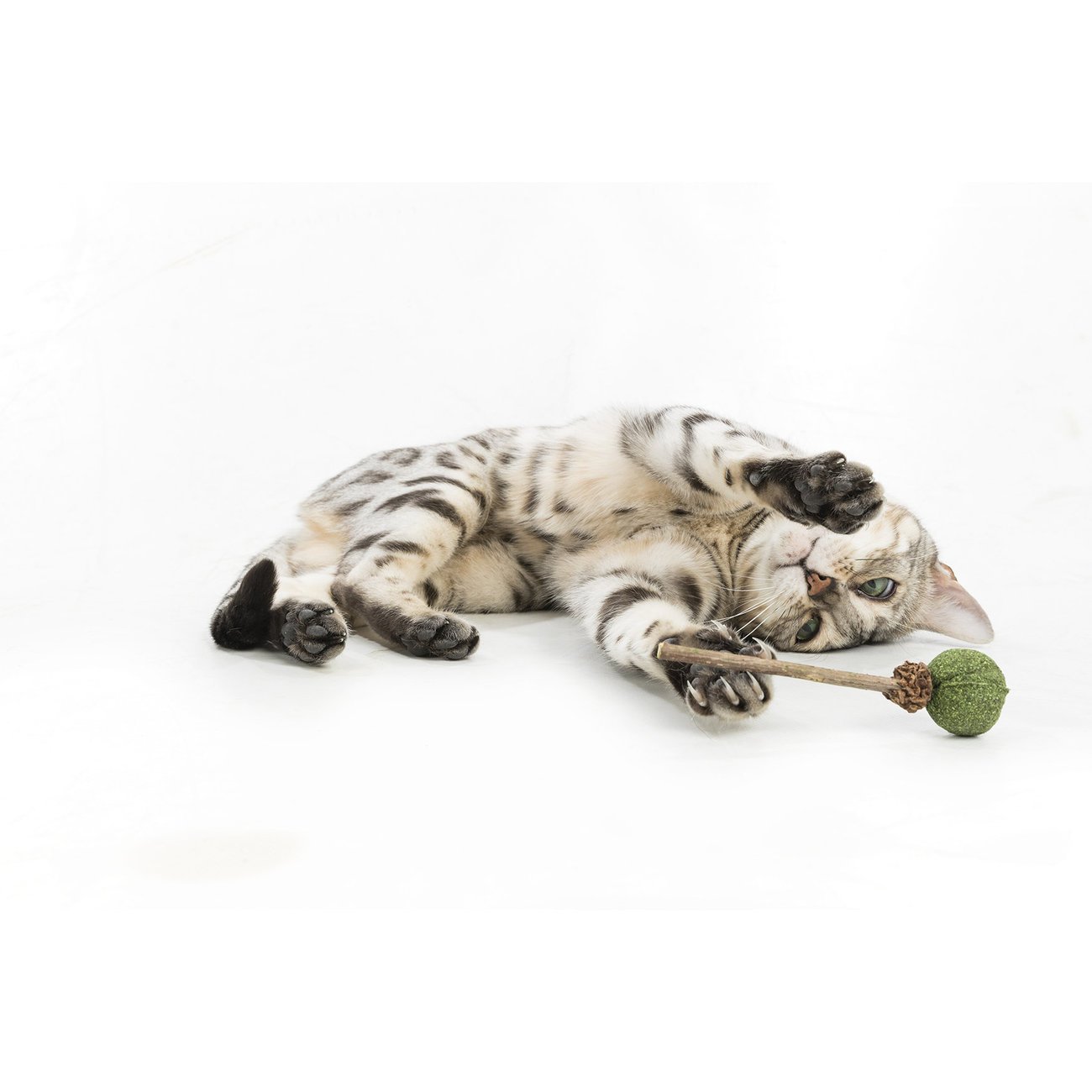 Matatabi Lolli mit Catnip Bild 2