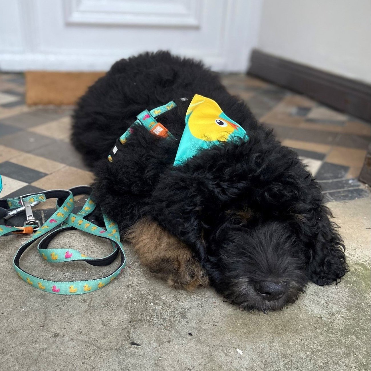 Bandana Ducklings Bild 2