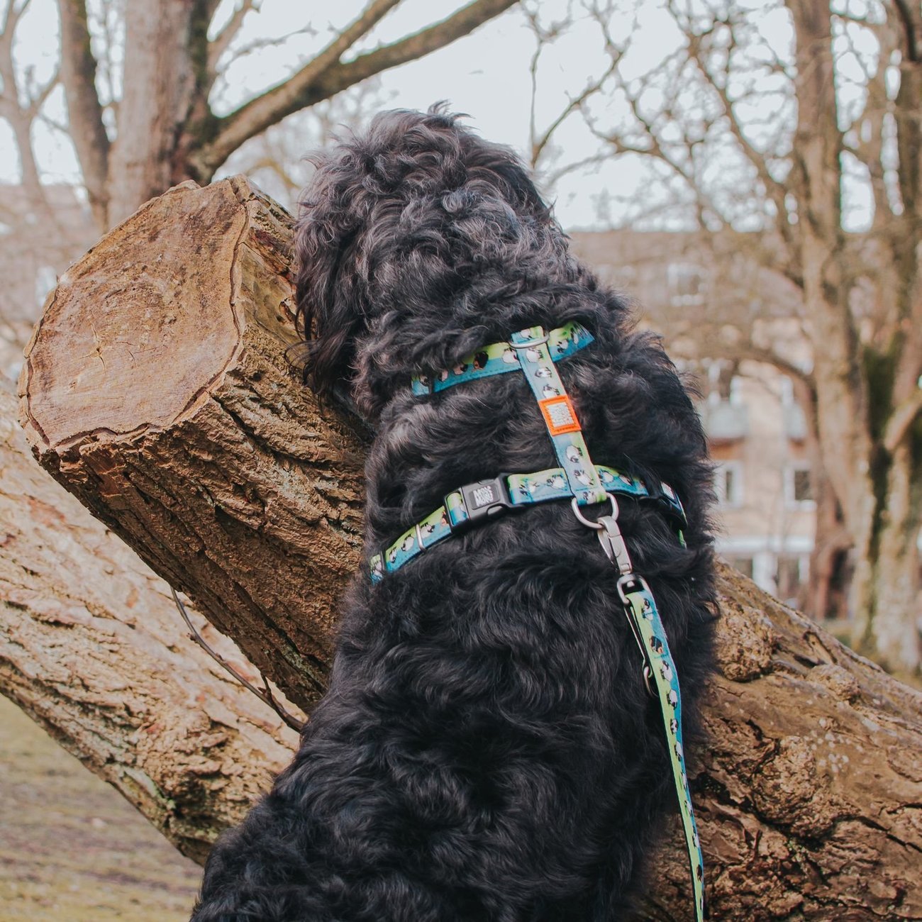 H-Geschirr Black Sheep Bild 3