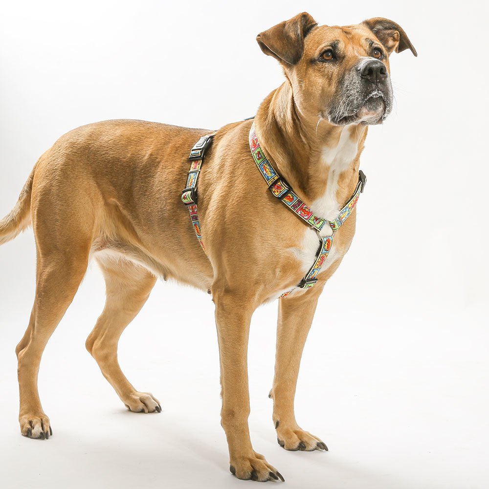 Max & Molly H-Geschirr Comic Bild 4