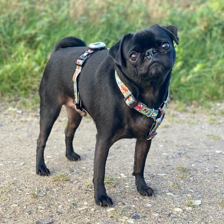 Max & Molly H-Geschirr Comic Bild 6