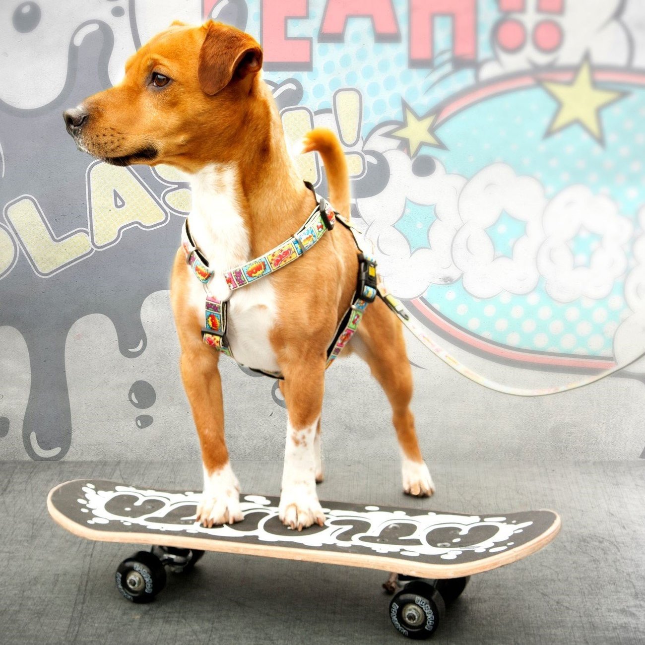 Max & Molly H-Geschirr Comic Bild 2