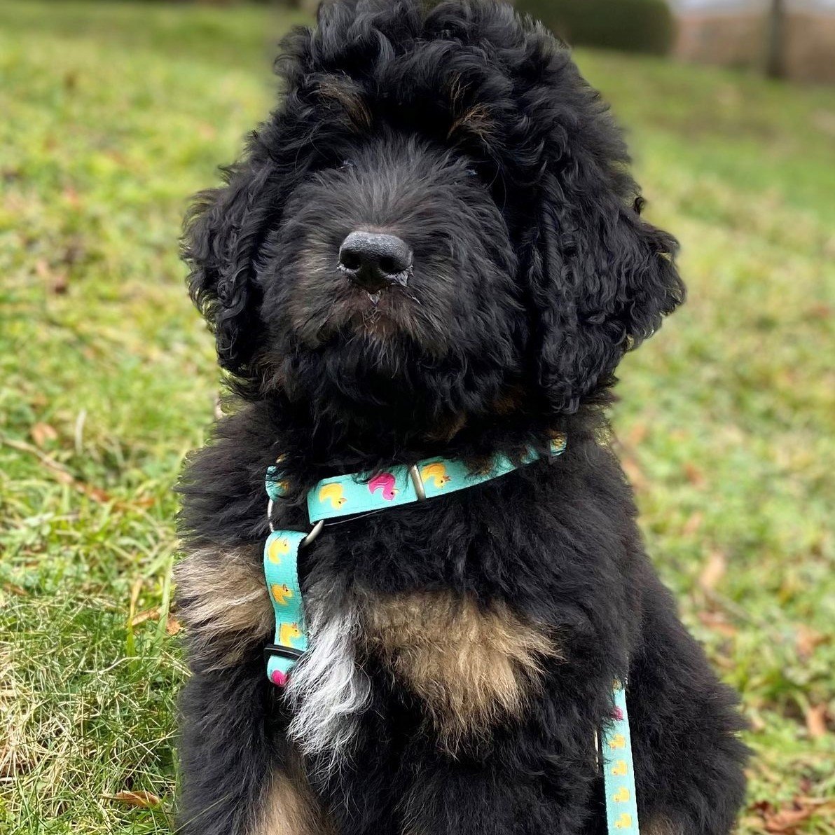 Max & Molly H-Geschirr Ducklings Bild 4