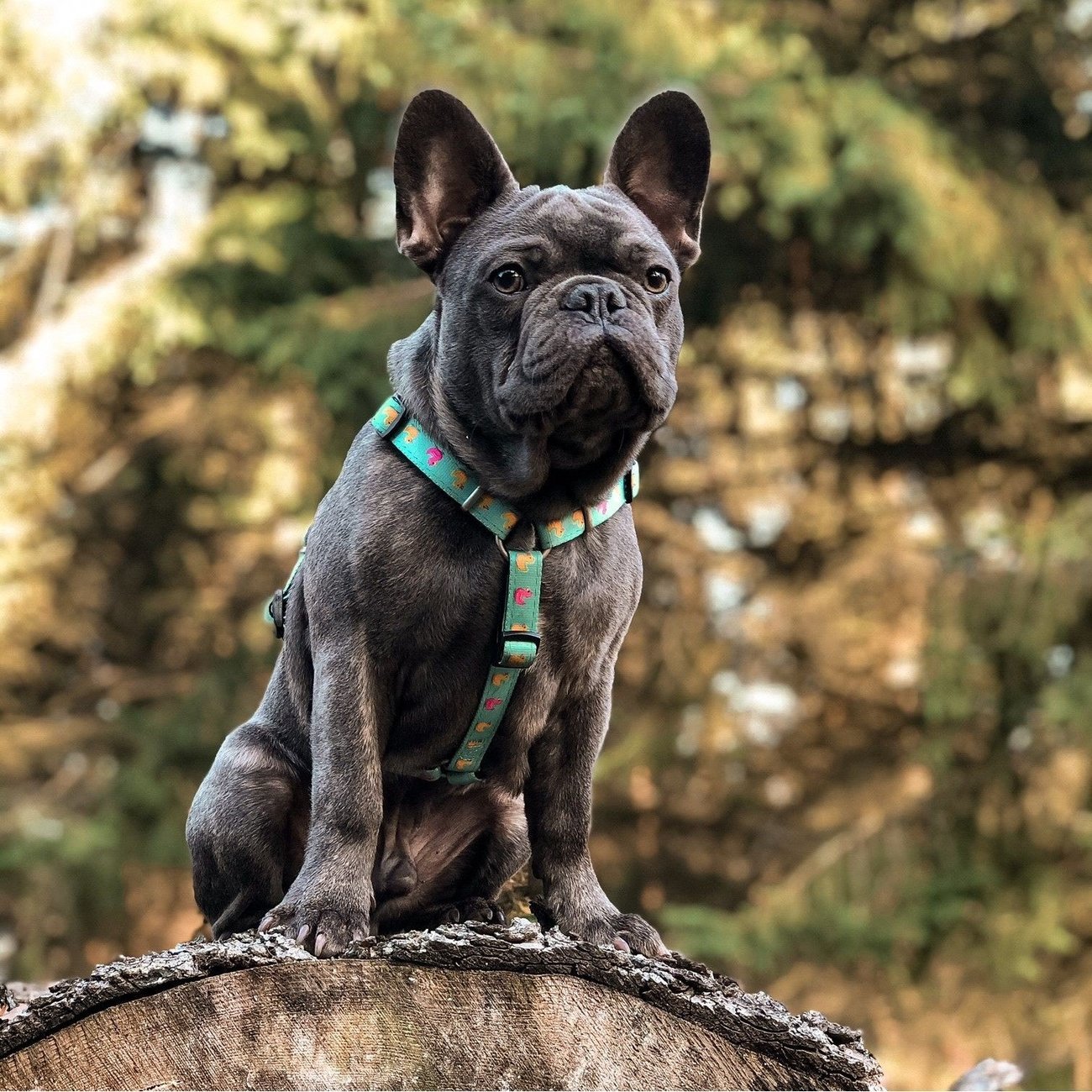 Max & Molly H-Geschirr Ducklings Bild 2