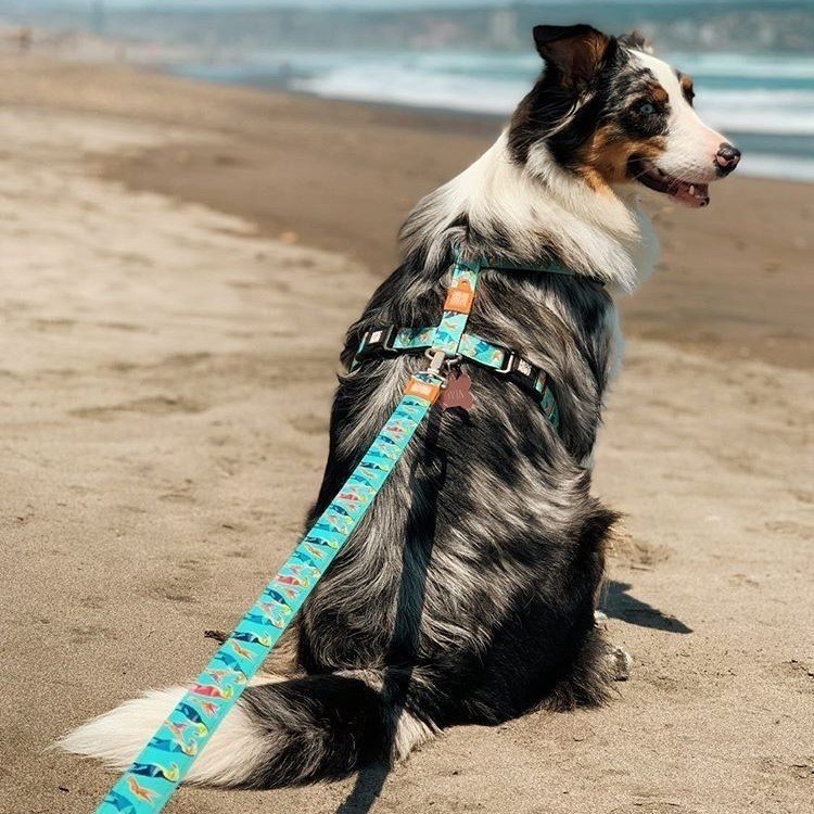 Max & Molly H-Geschirr Hunde Paradise Bild 2