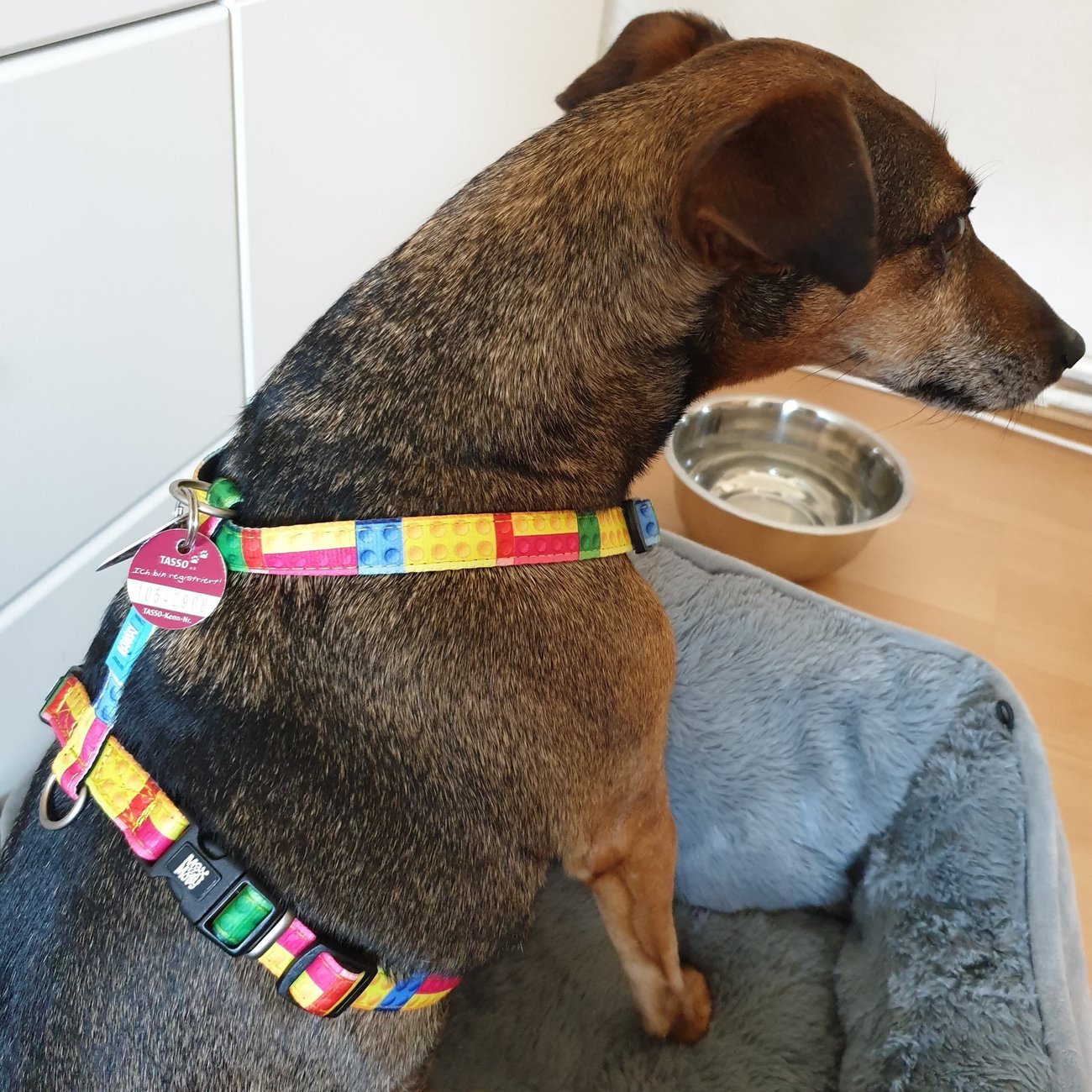 Max & Molly H-Geschirr Playtime 2.0 Bild 2