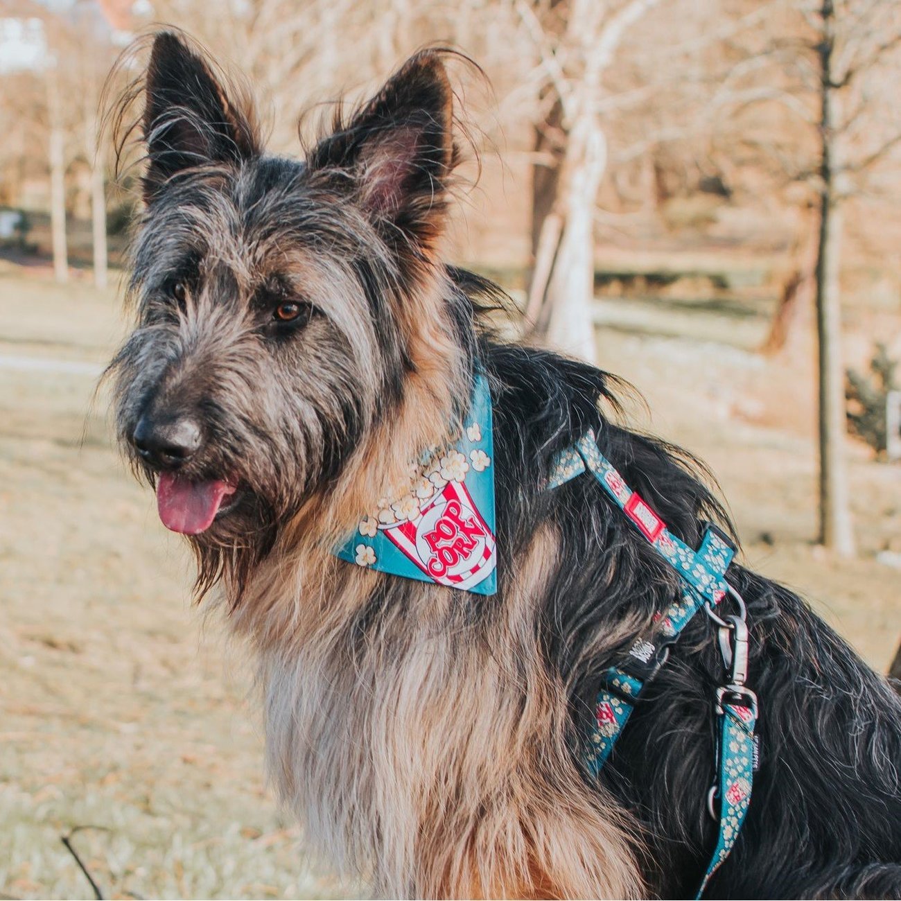 H-Geschirr Popcorn Bild 3