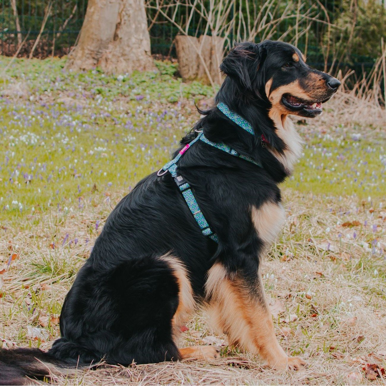 H-Geschirr Retro Blue Bild 2