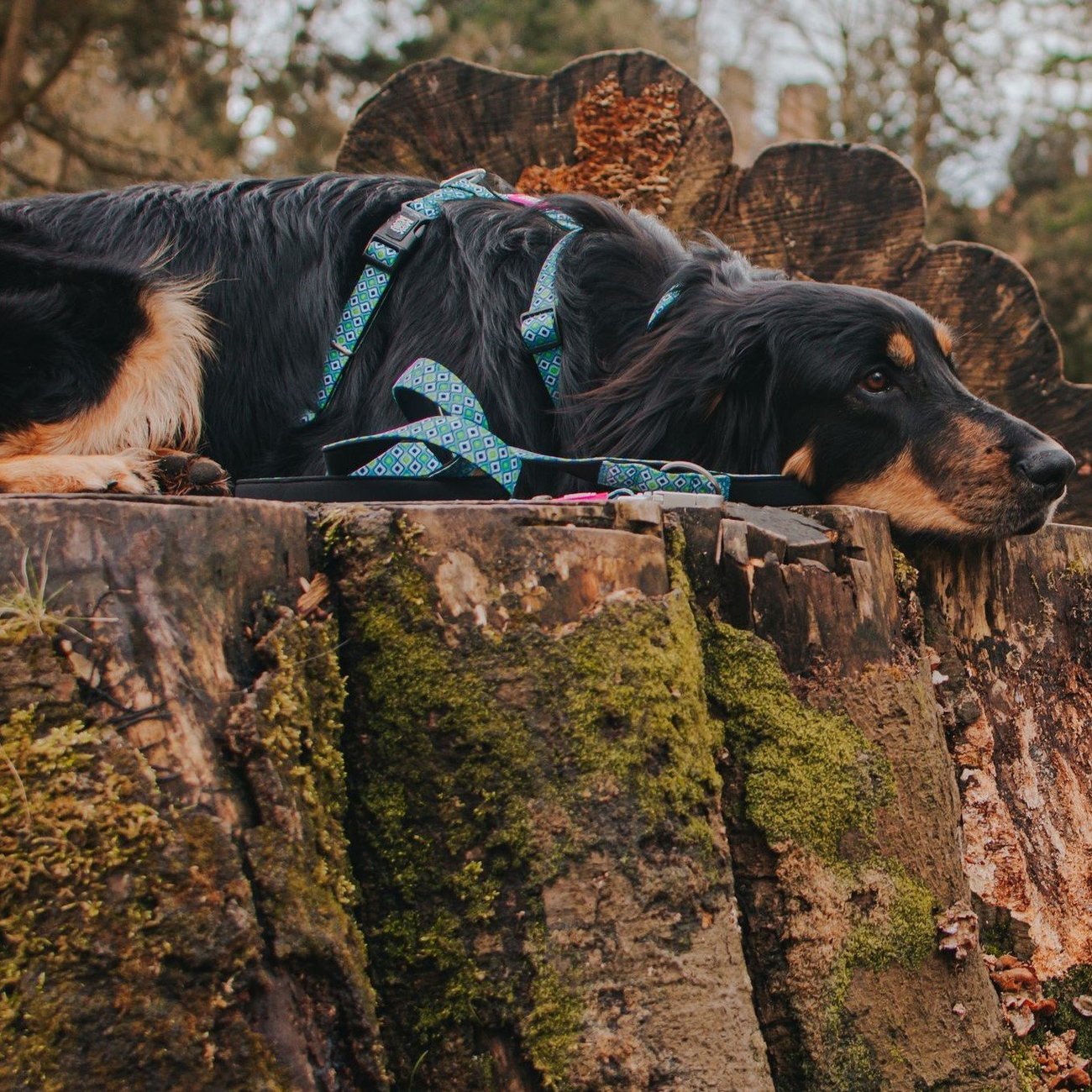 H-Geschirr Retro Blue Bild 3