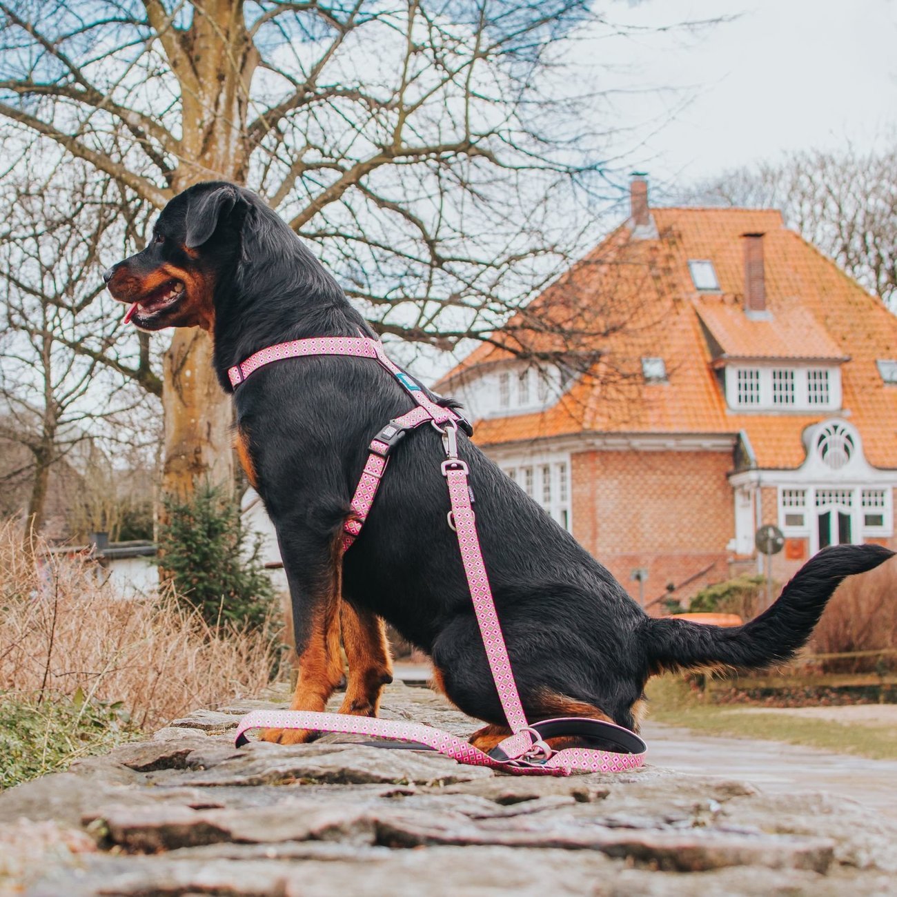 H-Geschirr Retro Pink Bild 3