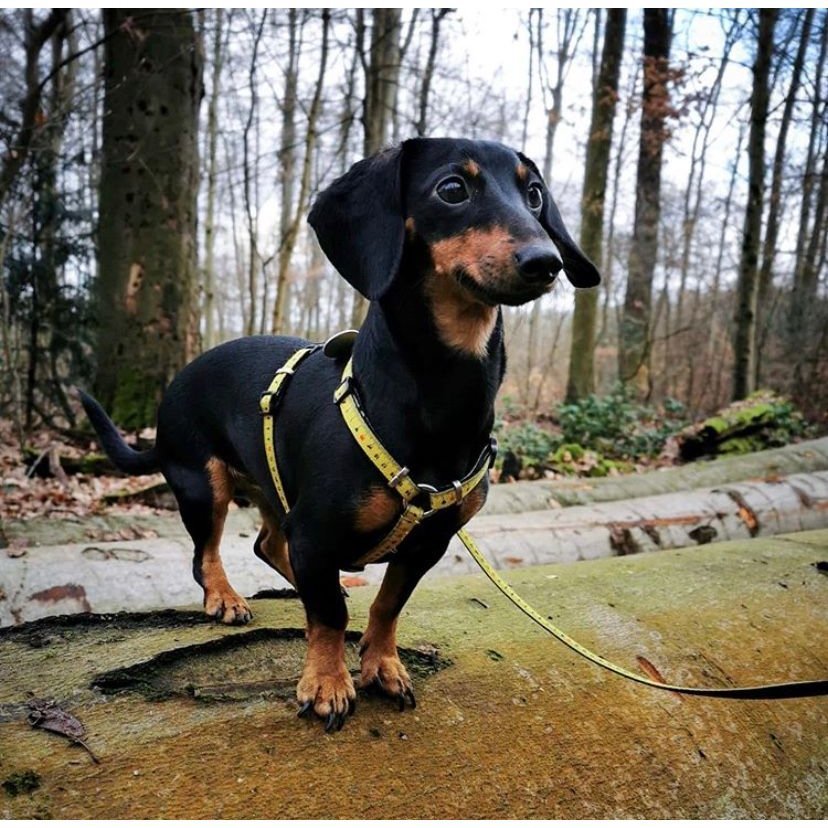 Max & Molly H-Geschirr Ruler Bild 3