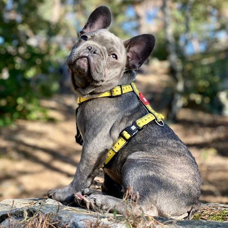 Max & Molly H-Geschirr Ruler Bild 2