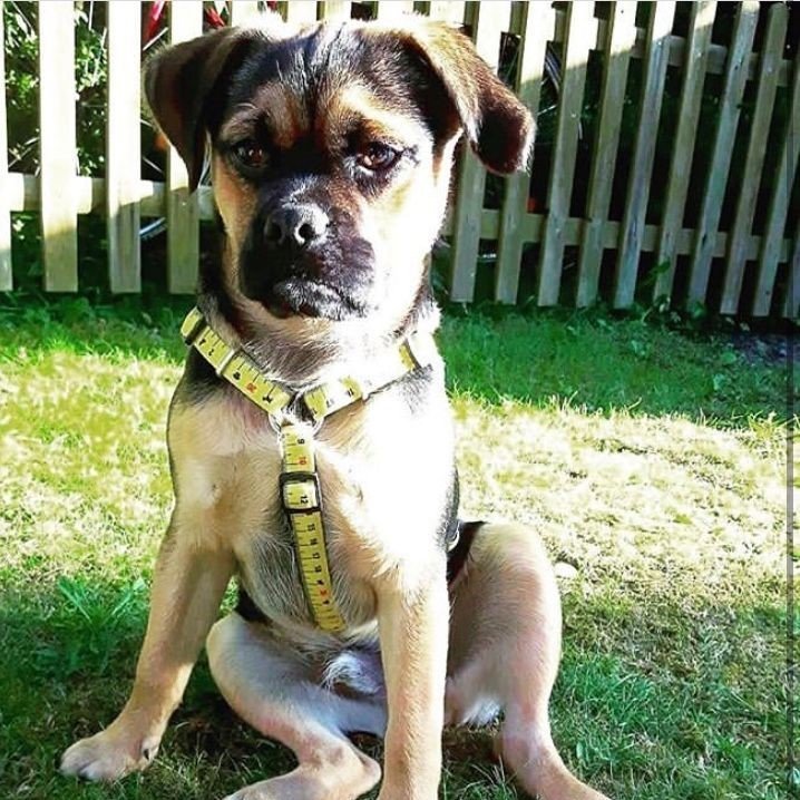 Max & Molly H-Geschirr Ruler Bild 4