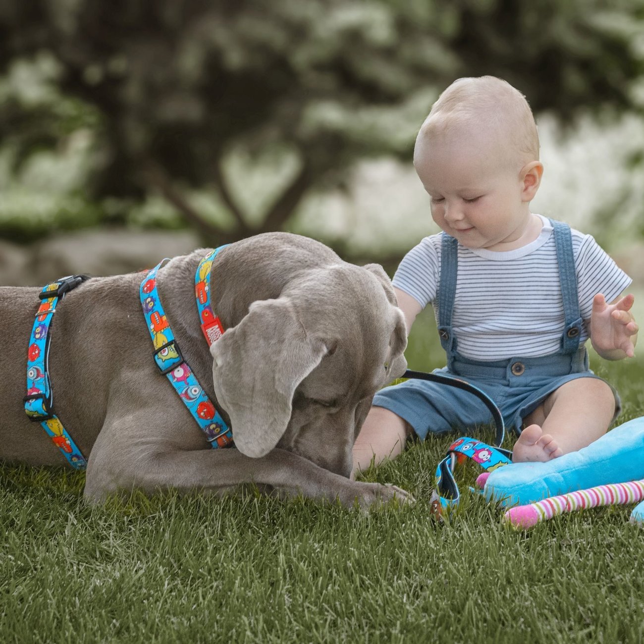 Max & Molly Hunde H-Geschirr Little Monsters Bild 4