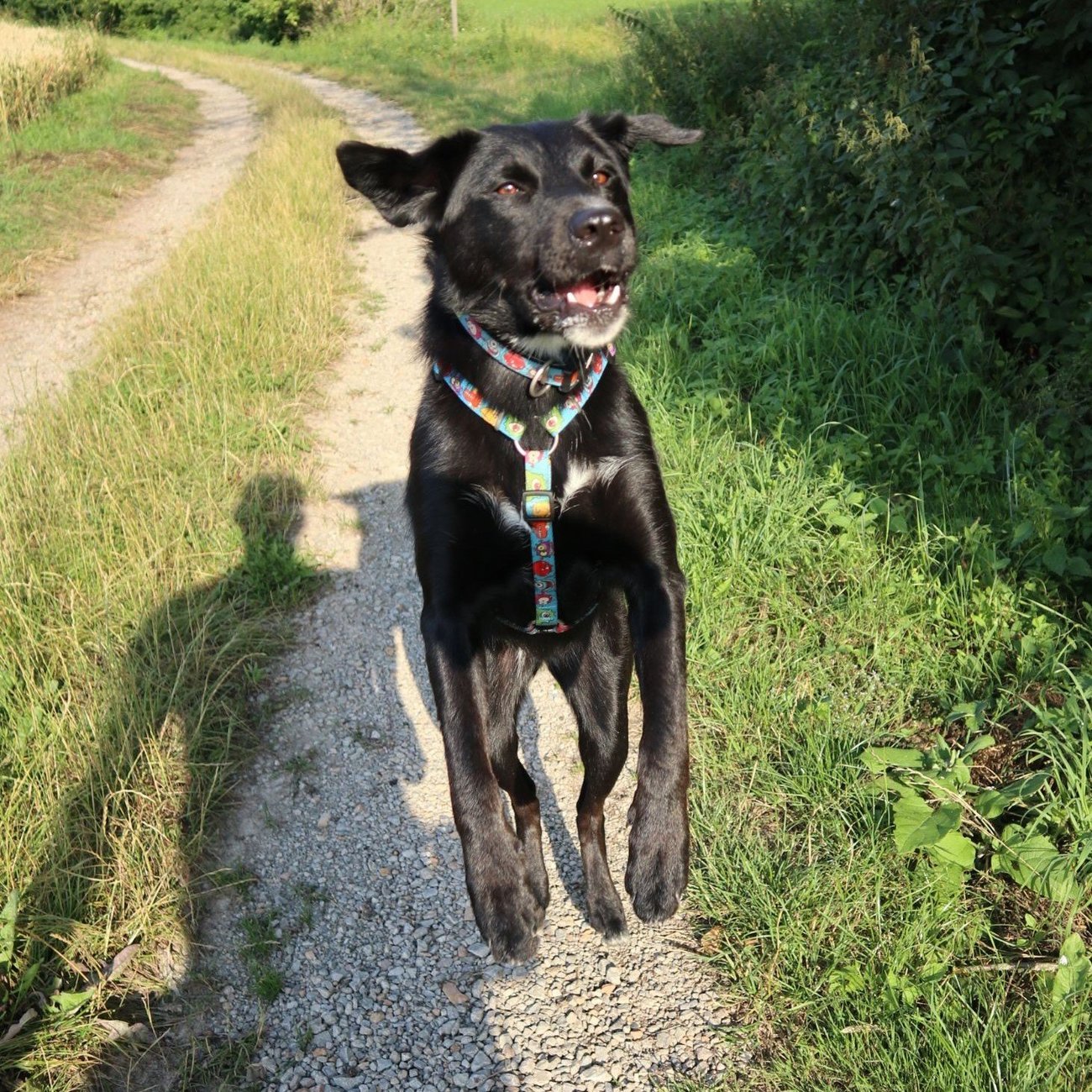 Max & Molly Hunde H-Geschirr Little Monsters Bild 5