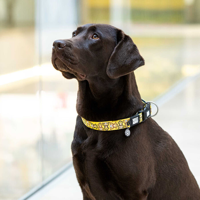 Hundehalsband Monkey Maniac mit Smart ID Bild 5