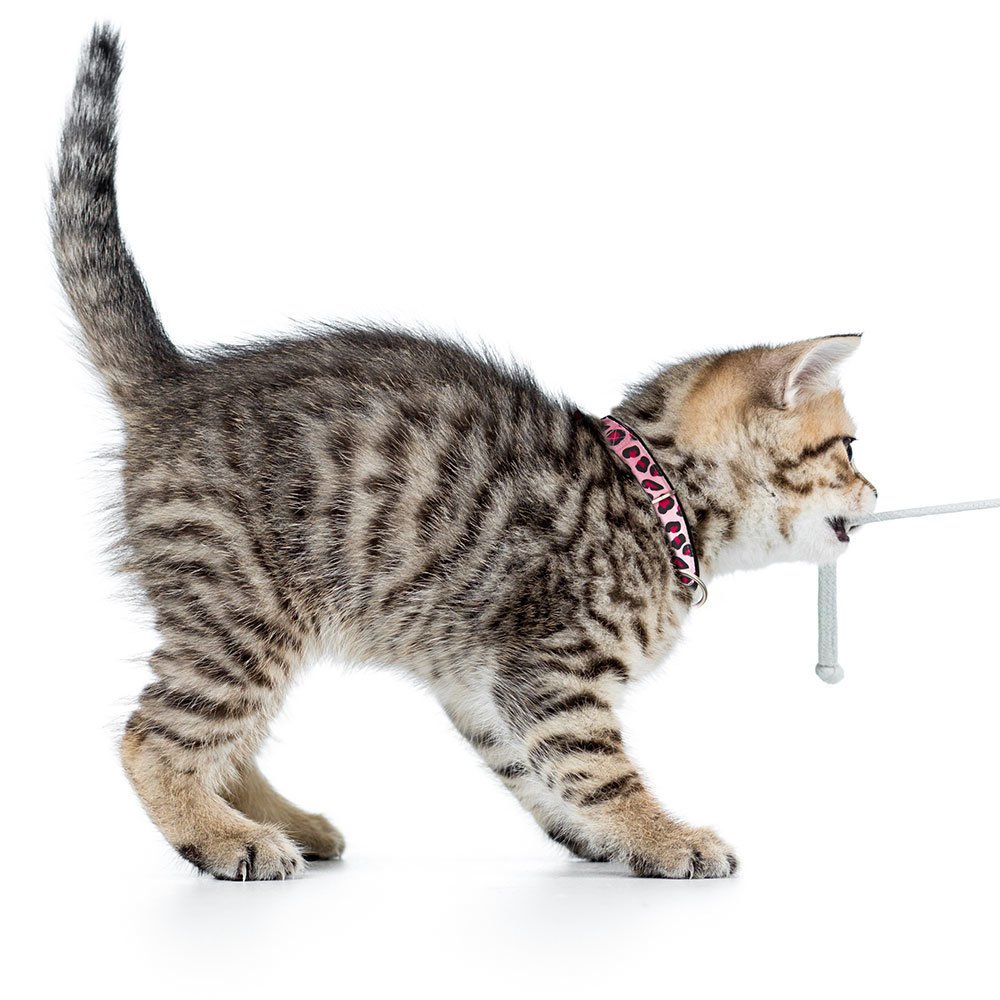 Katzenhalsband Smart ID Bild 4