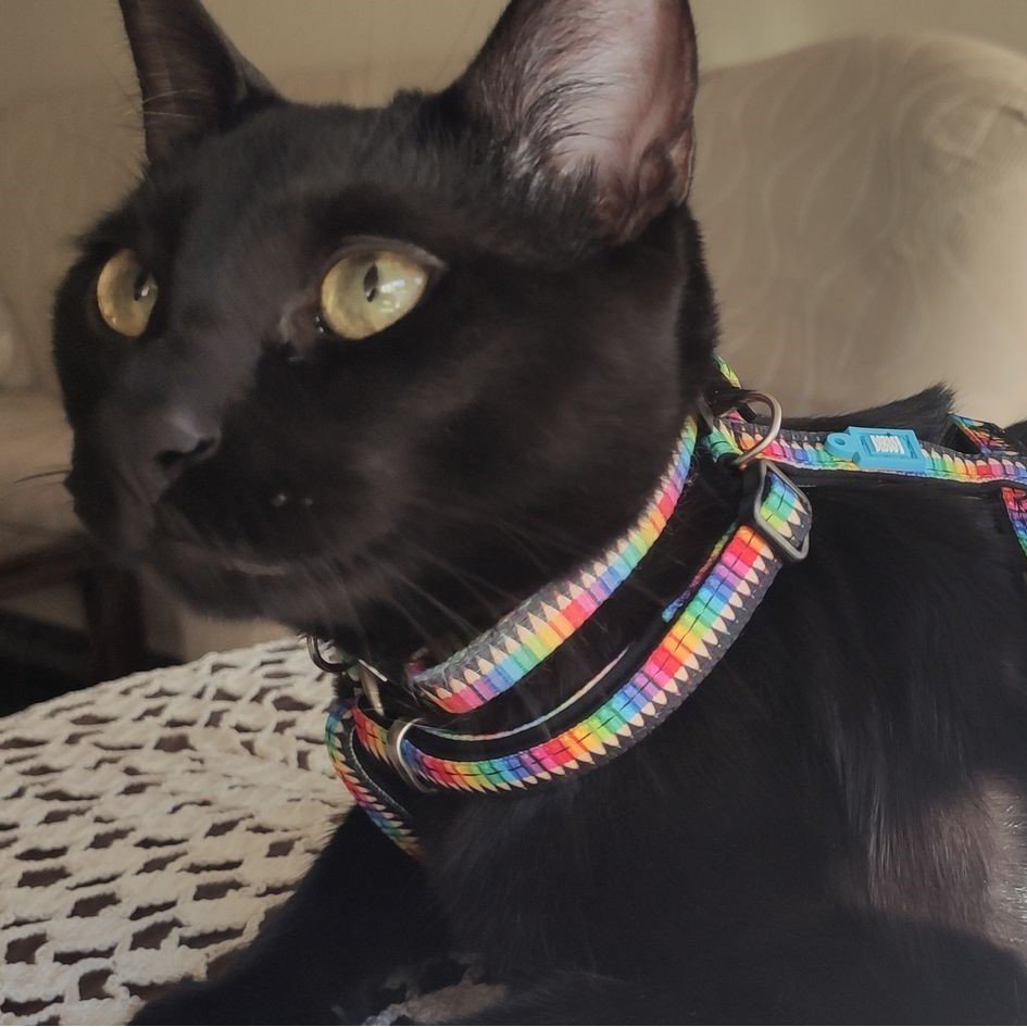 Katzenhalsband Smart ID Bild 2