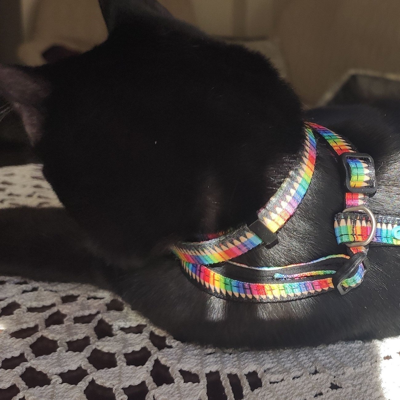 Katzenhalsband Smart ID Bild 30