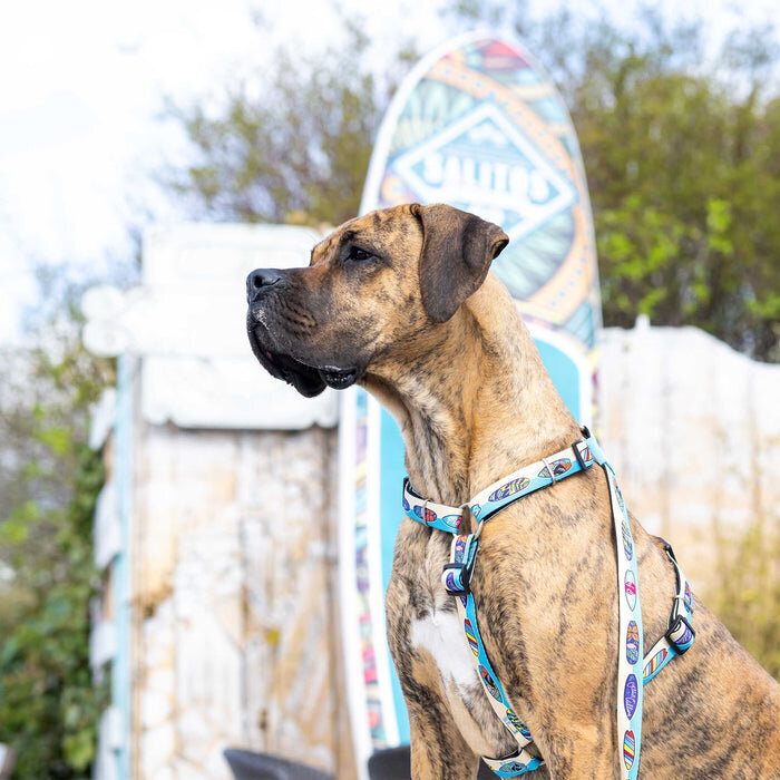 Kurzleine Aloha Bild 2