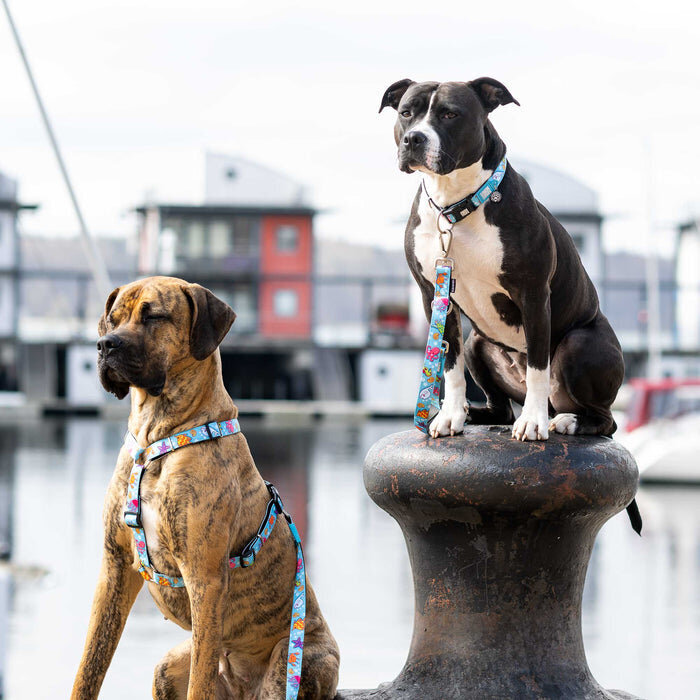 Kurzleine Blue Ocean Bild 2