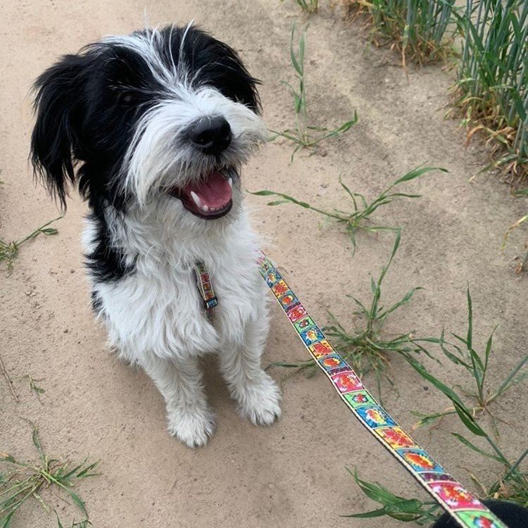 Max & Molly Kurzleine Comic Bild 3