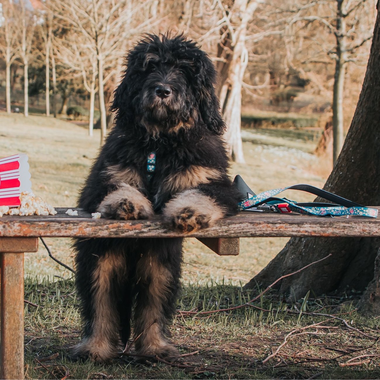 Kurzleine Popcorn Bild 2