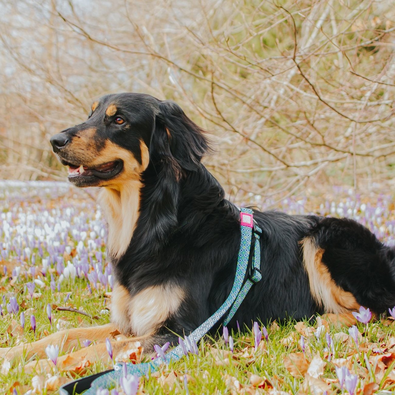 Kurzleine Retro Blue Bild 2