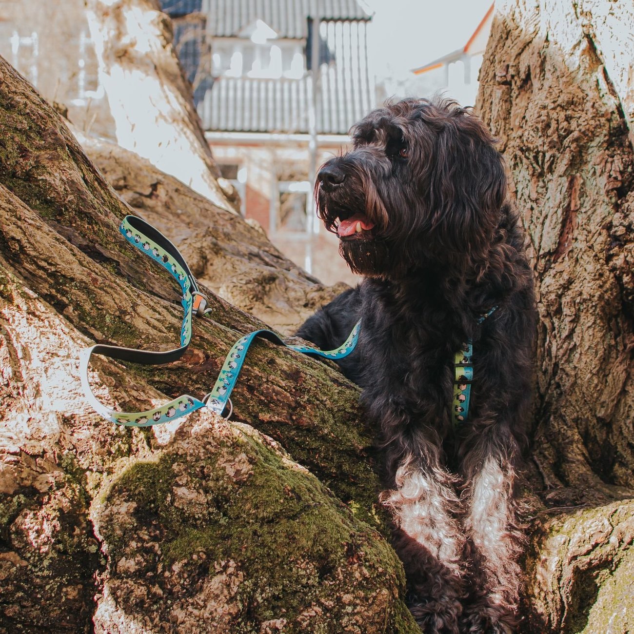 Multifunktionsleine Black Sheep Bild 3