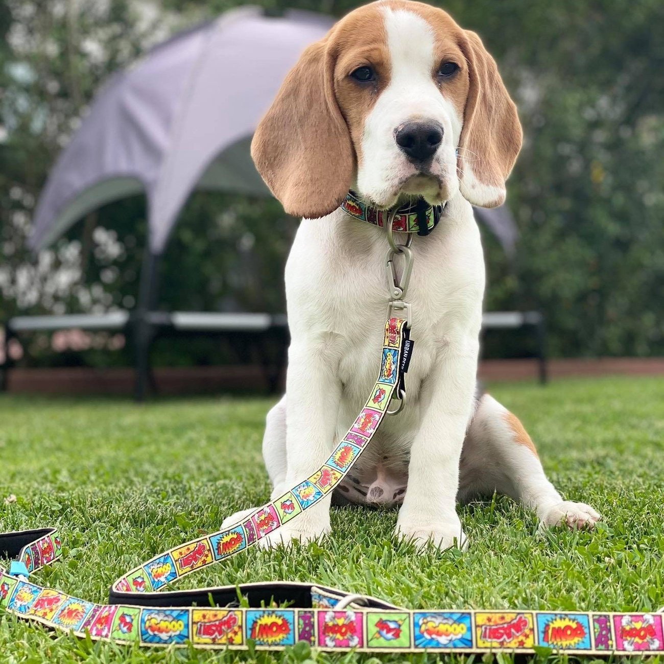 Max & Molly Multifunktionsleine Comic Bild 2