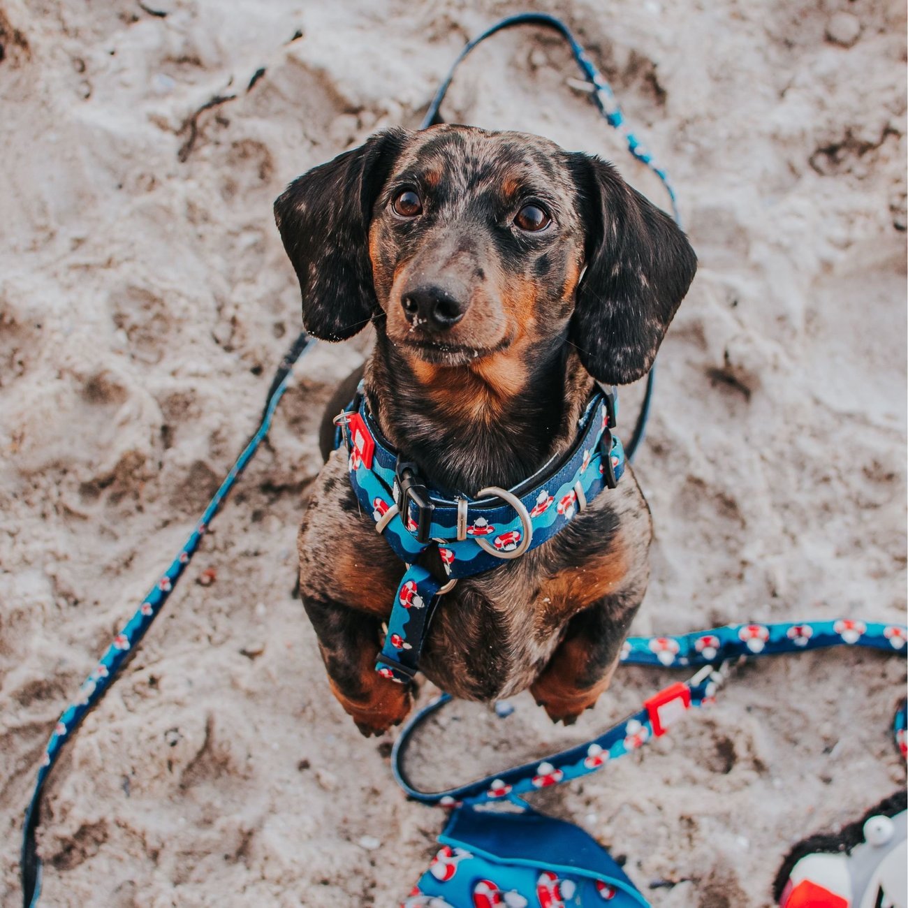 Multifunktionsleine Frenzy The Shark Bild 3