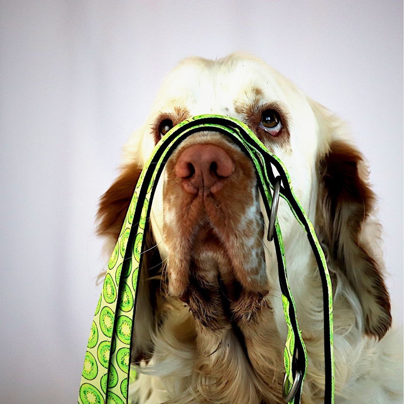 Multifunktionsleine Kiwi Bild 2