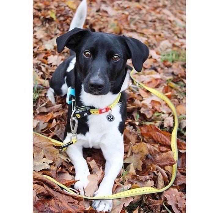 Max & Molly Multifunktionsleine Ruler Bild 2