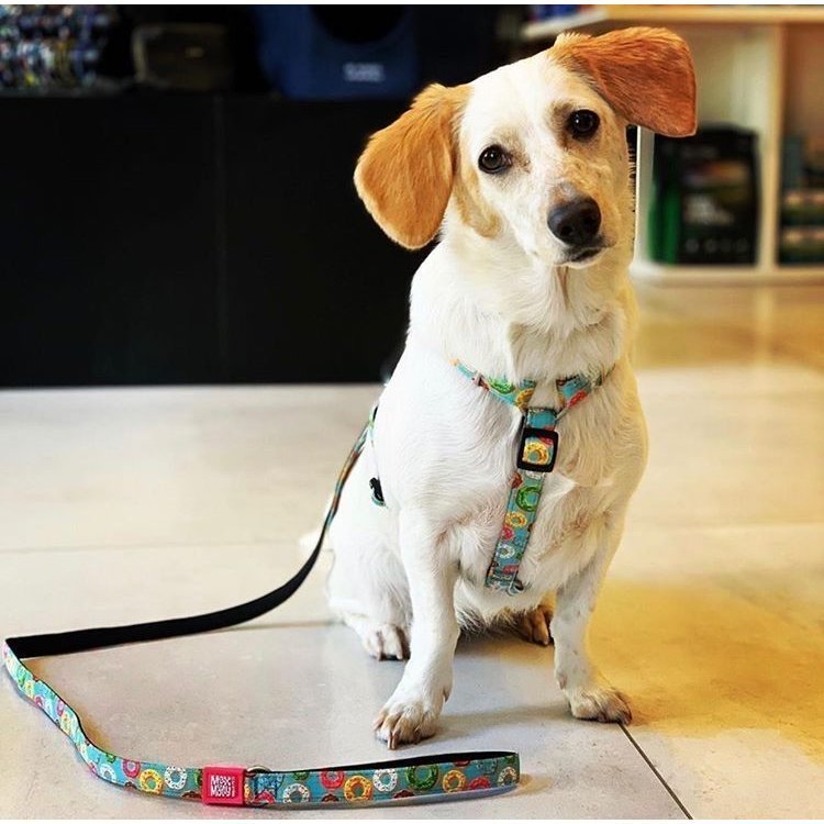 Max & Molly Original H-Geschirr Donuts Bild 3