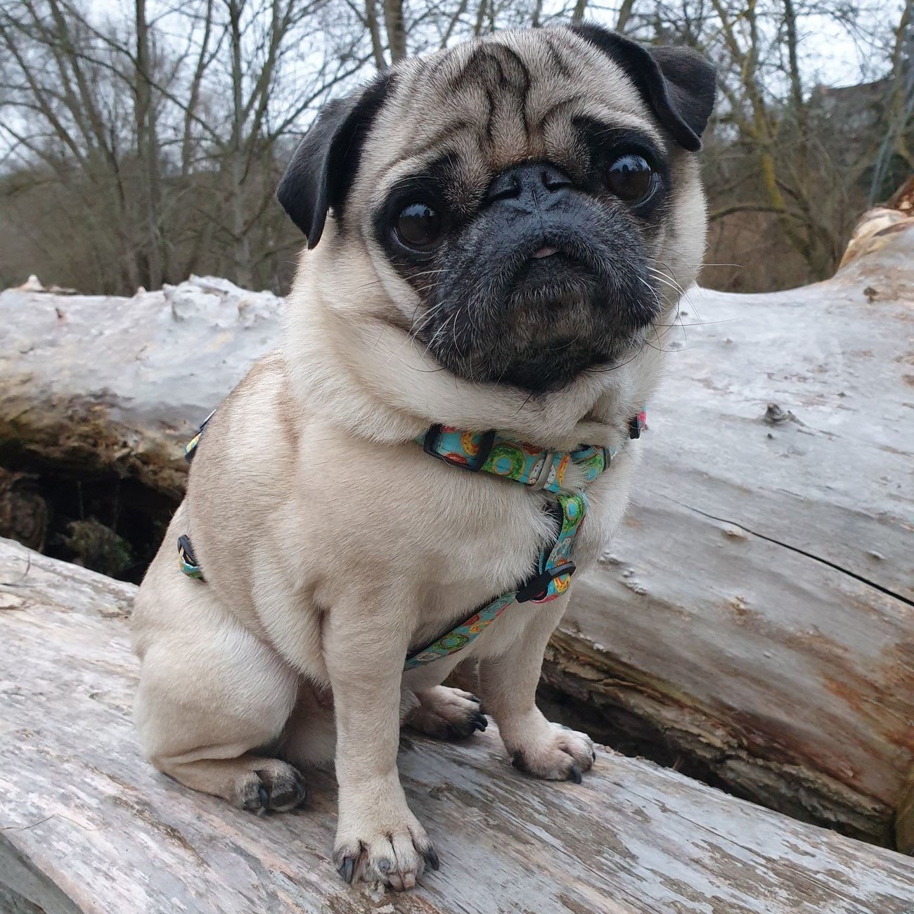 Max & Molly Original H-Geschirr Donuts Bild 4