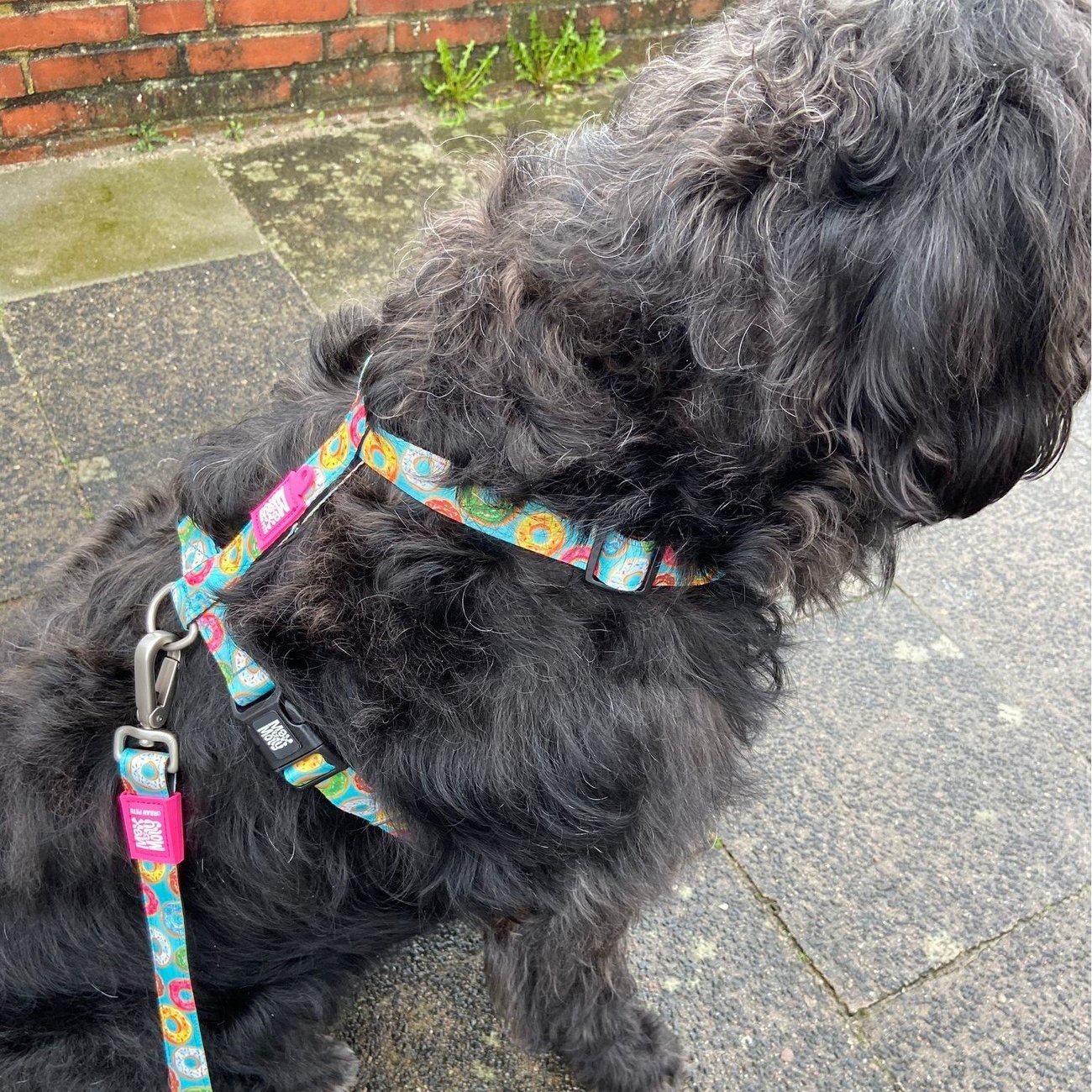 Max & Molly Original H-Geschirr Donuts Bild 5