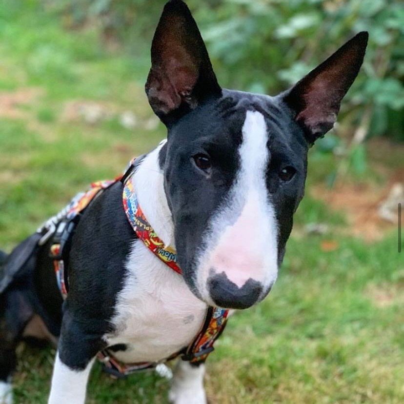 Max & Molly Original H-Geschirr Heroes Bild 3