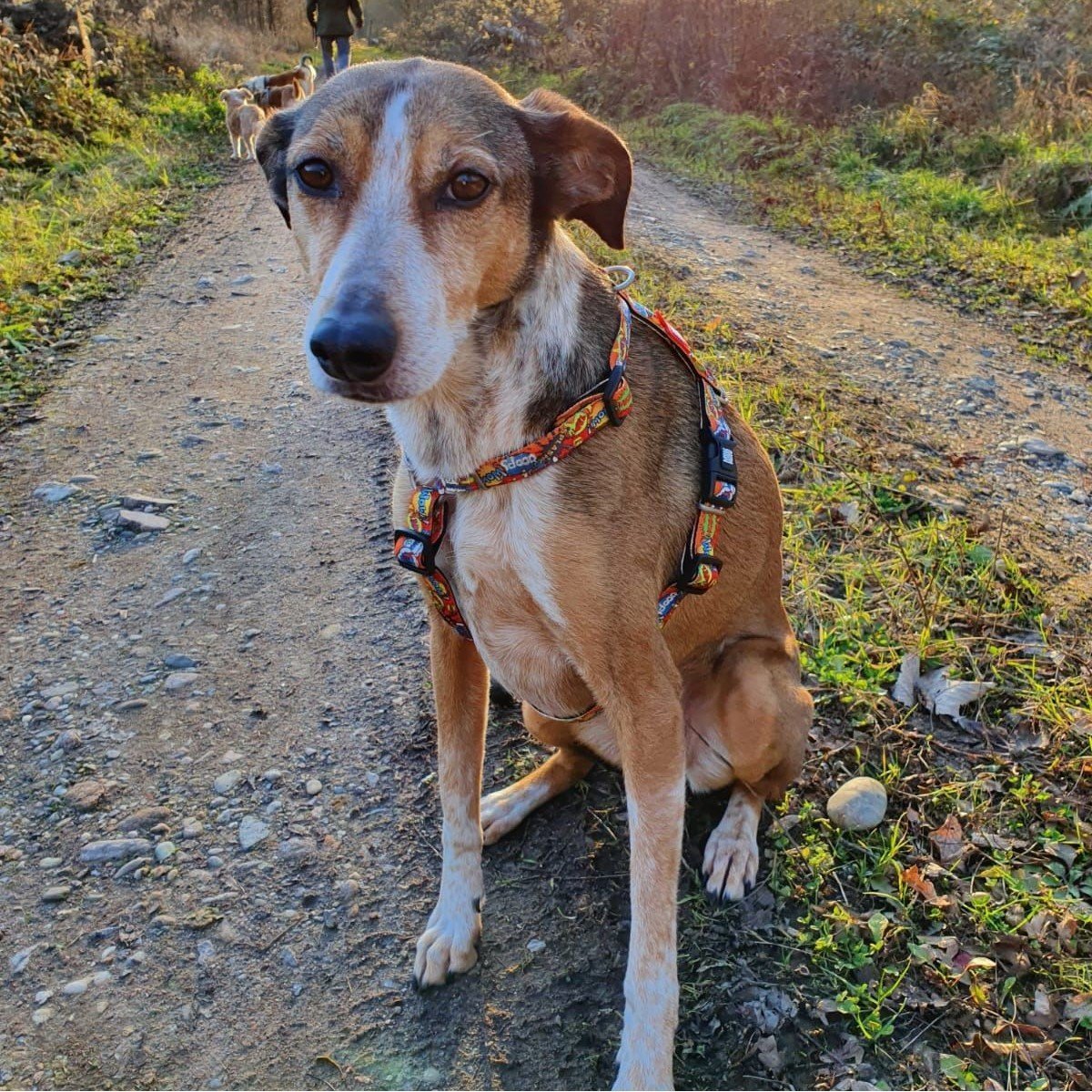 Max & Molly Original H-Geschirr Heroes Bild 2